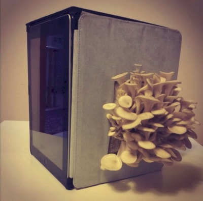 An enclosure with living mushrooms coming out of it and an iPad display on the side. 